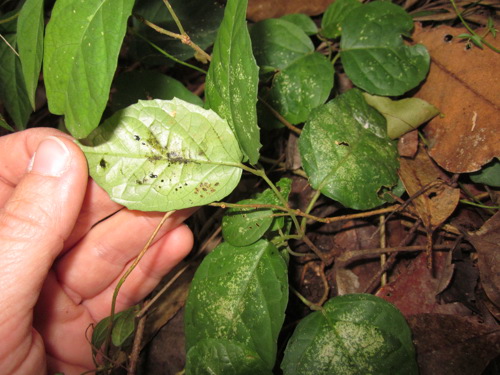 Tingids on cat's claw creeper at Cedar Grove